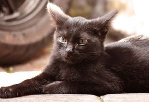 Дерзкая кража помогла бездомному коту-воришке обрести хозяина: история кота по кличке Карась