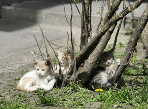 Нет благодарнее животного, чем то, что спасено от несчастной бездомной жизни. Эти малыши нуждаются в спасении!