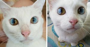 Целая Вселенная в глазах кошки (12 фото)