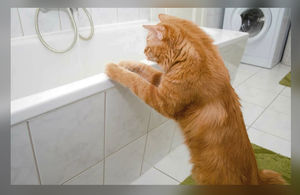После перенесённой психологической травмы кошка не даёт мне спокойно посидеть в ванне