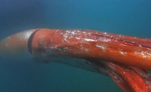 14 метров щупалец: к рыбакам на камеру выплыл гигантский кальмар