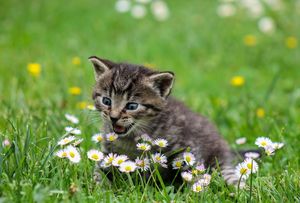 Лапы прочь: как защитить комнатные растения от кошки