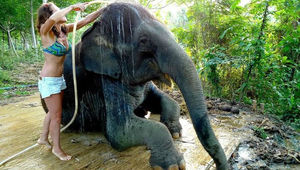 Как научиться мыть слона