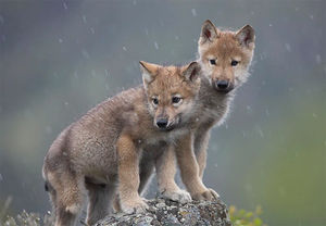 В лес за щеночком: история о том, как мои знакомые едва не стали обладателями волчат (или едва не сгинули в тайге)