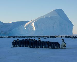 Подробная инструкция: как попасть в полярную экспедицию в Антарктиду