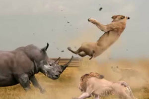 Носорог в деле: 2 тонны веса против слона, буйвола и льва