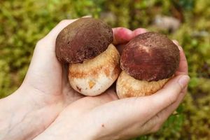 Как вырастить грибы на даче: личный опыт