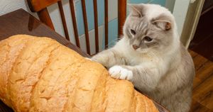 Коты-хлебоеды: тайна неестественного пристрастия домашних любимцев раскрыта!