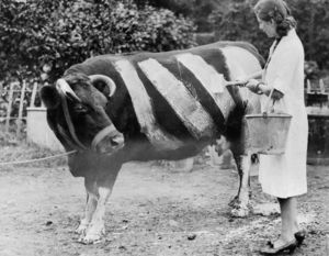 Зачем британцы рисовали белые полосы на коровах во время Второй мировой