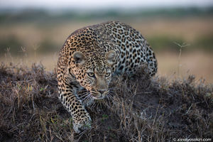 Охота леопарда