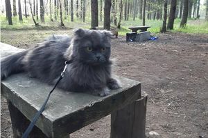 Сбежавший кот застрял в Эстонии и из-за коронавируса не может вернуться в хозяйке в Петербург