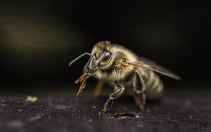 10 важных фактов о пчелах