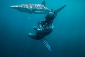 Улыбка смерти: как бесстрашный дайвер контактирует с акулами