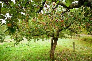 Бороздование: для чего нужно плодовым деревьям