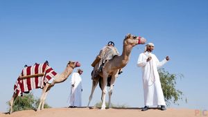 Саудовские генетики вырастили верблюда, приспособленного к хранению нефти