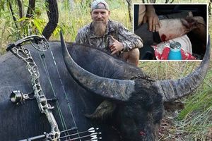 Месть жертвы: огромный умирающий буйвол нанес последний удар охотнику, оставив страшные раны