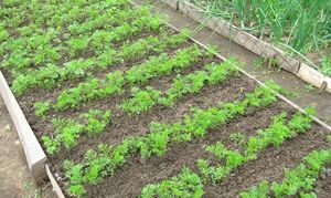 Как часто поливать морковь – обработка почвы, способы полива + видео