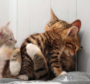 Учимся обниматься у кошек