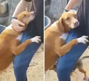 Собака из приюта обняла репортёра в надежде, что тот её заберёт и он не смог устоять
