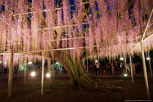 Великолепная вистерия в японском парке Ashikaga