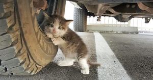 Мужчина увидел под грузовиком котенка и не смог пройти мимо (6 фото)