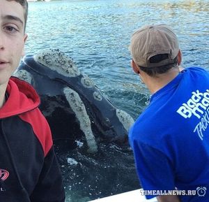 В Австралии кит попросил помощи у людей