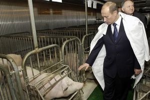 Даже проблему со свиньями без Путина не решить