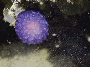 Фиолетовый шар - новая форма жизни на дне океана