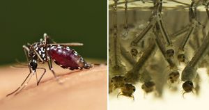 5 стадий комариной жизни: от яйца до зимней спячки