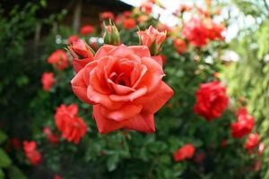 Розы и побеги: уход для пышного цветения