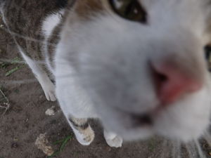 Котомания: японец выложил в сеть 20 тысяч роликов об уличных котиках, а их почти никто не смотрел