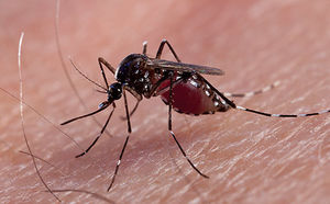 Зуд после укусов комаров: как справиться