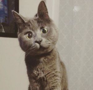 Этот постоянно «удивленный» кот не должен был выжить, но сейчас ему 4 года (17 фото)