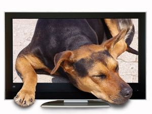 Ученые назвали перечень передач, которые любят смотреть собаки по телевизору
