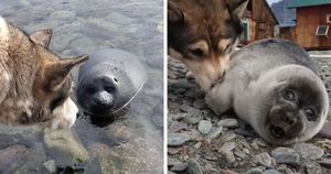 На Байкале собака помогла спасти малыша нерпы, приняв его за щенка