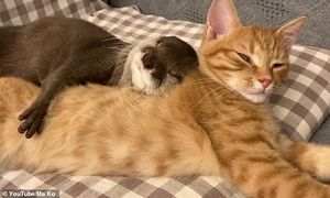 Трогательное видео: выдра и кошка сладко спят в обнимку