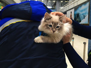 Спасти любой ценой - Кошка выбралась из переноски в аэропорту и позвала на помощь