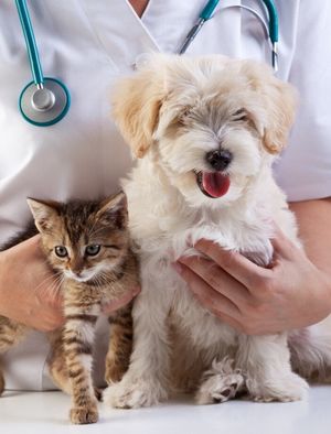Записки ветеринара: неожиданные случаи на приёме