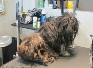 Бездомную собаку постригли впервые за всю ее жизнь