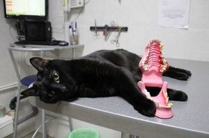 Кот не может ходить, но помогает другим больным животным (11 фото)