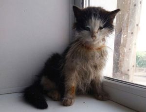 История бездомного котенка, который превратился в красавца кота
