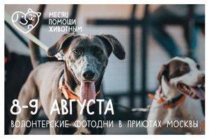 8 и 9 августа московских приютах для животных пройдут волонтерские «фотодни»