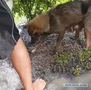 Люди увидели, как собака рыла наполненную водой яму, а потом нырнула в неё с головой.