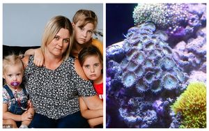 Коралл-убийца: мать четверых детей чуть не умерла от отравления после чистки аквариума