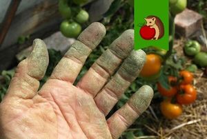 5 способов как просто и быстро отмыть руки от ботвы помидоров без мыла