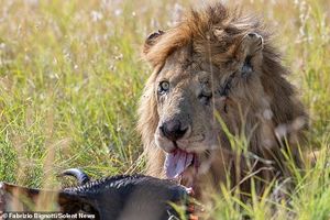 Диснеевский Шрам существует: фотограф обнаружил одноглазого льва в Кении