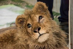 Как спасали львенка Симбу, которому хозяева сломали лапы, чтобы он фотографировался с туристами