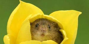 Фотограф снял, как мышки-малютки прячутся в тюльпанах, и мы не можем перестать смотреть на это