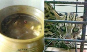 Безумная китаянка выложила фото-рецепт приготовления супа из кошки