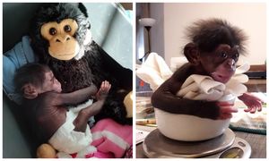 Мягкая игрушка заменила маленькому шимпанзе мать, когда настоящая его бросила